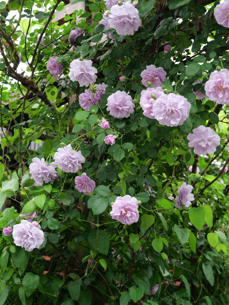 2025-05-10 14_32№(0656).JPG