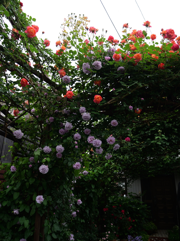 2025-05-10 14_32№(0657).JPG
