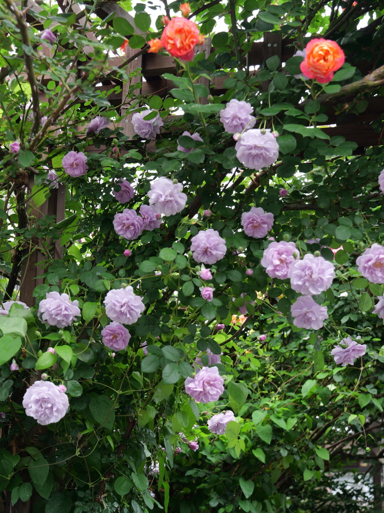 2025-05-10 14_33№(0663).JPG
