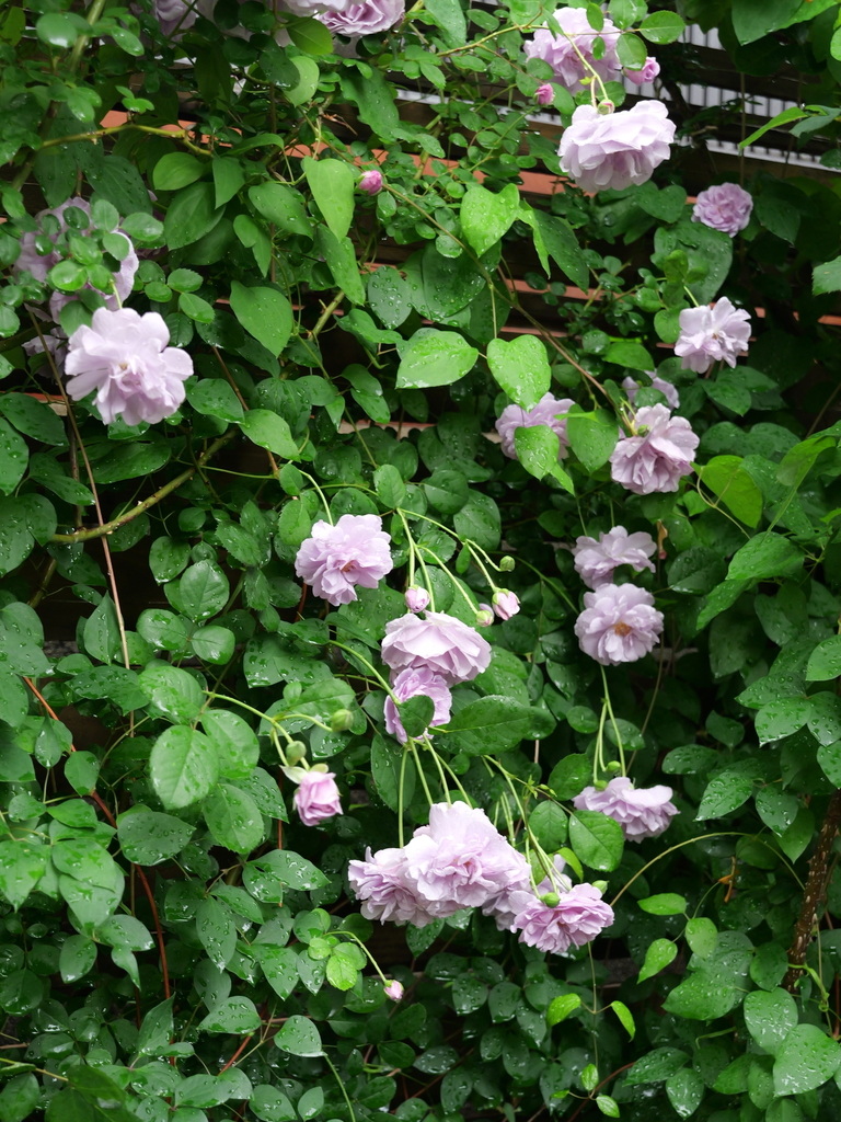 2025-05-10 14_33№(0665).JPG