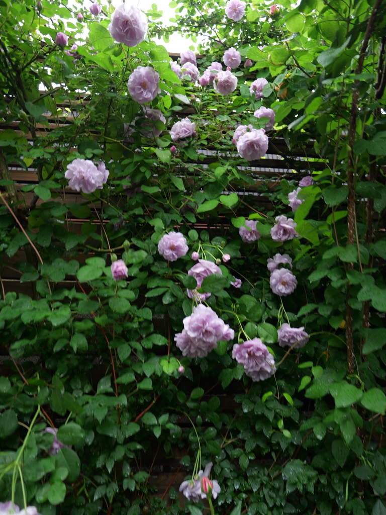 2025-05-10 14_33№(0666).JPG