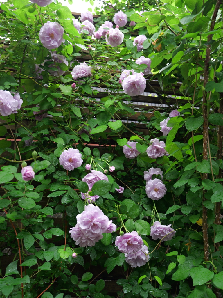 2025-05-10 14_33№(0667).JPG