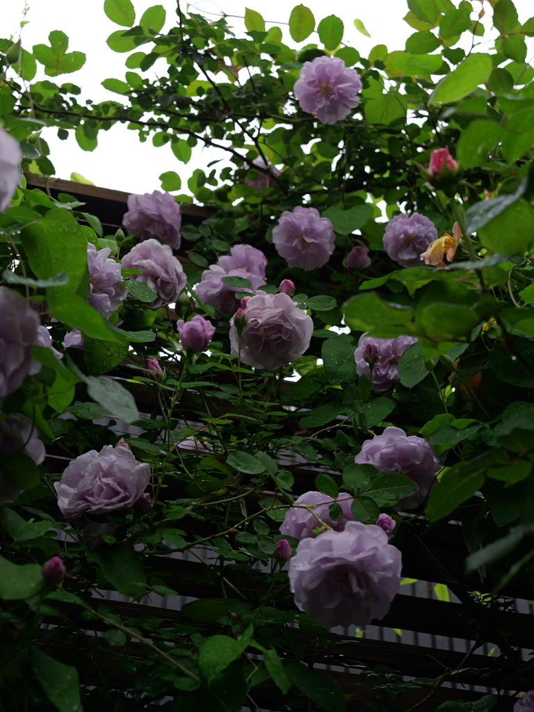 2025-05-10 14_33№(0669).JPG