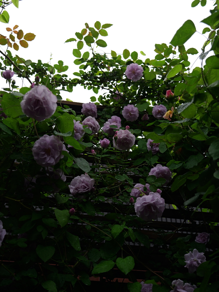 2025-05-10 14_33№(0670).JPG