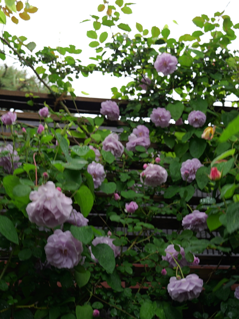 2025-05-10 14_33№(0671).JPG