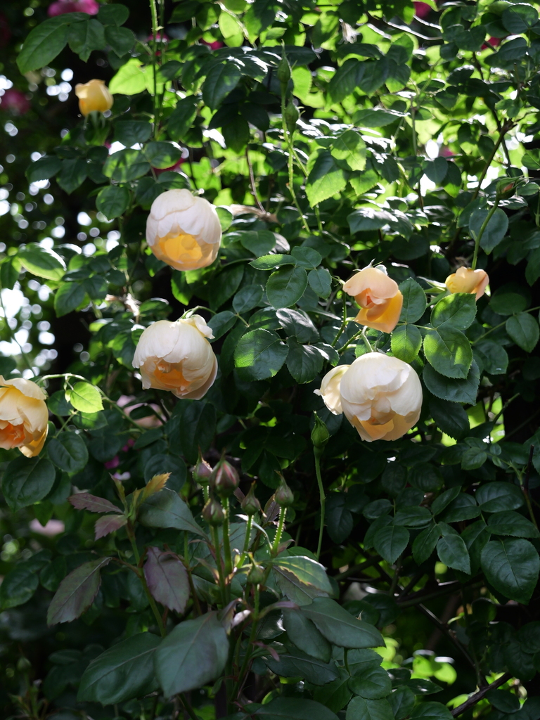 2025-05-11 08_09№(0227).JPG