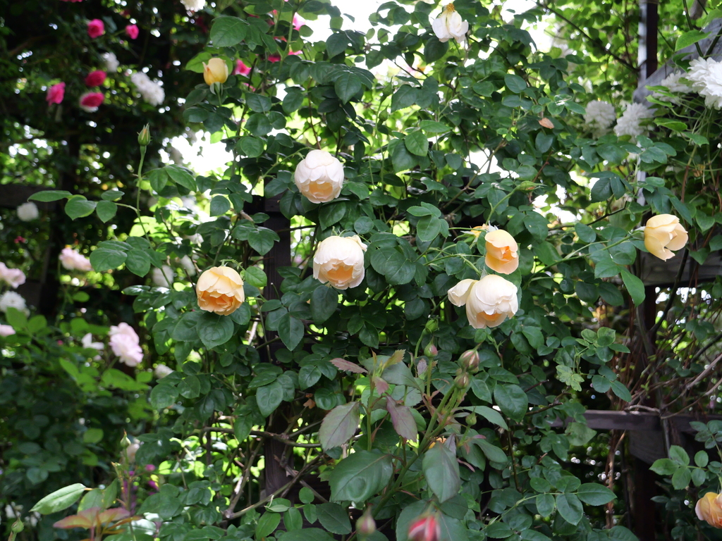 2025-05-11 09_08№(0633).JPG