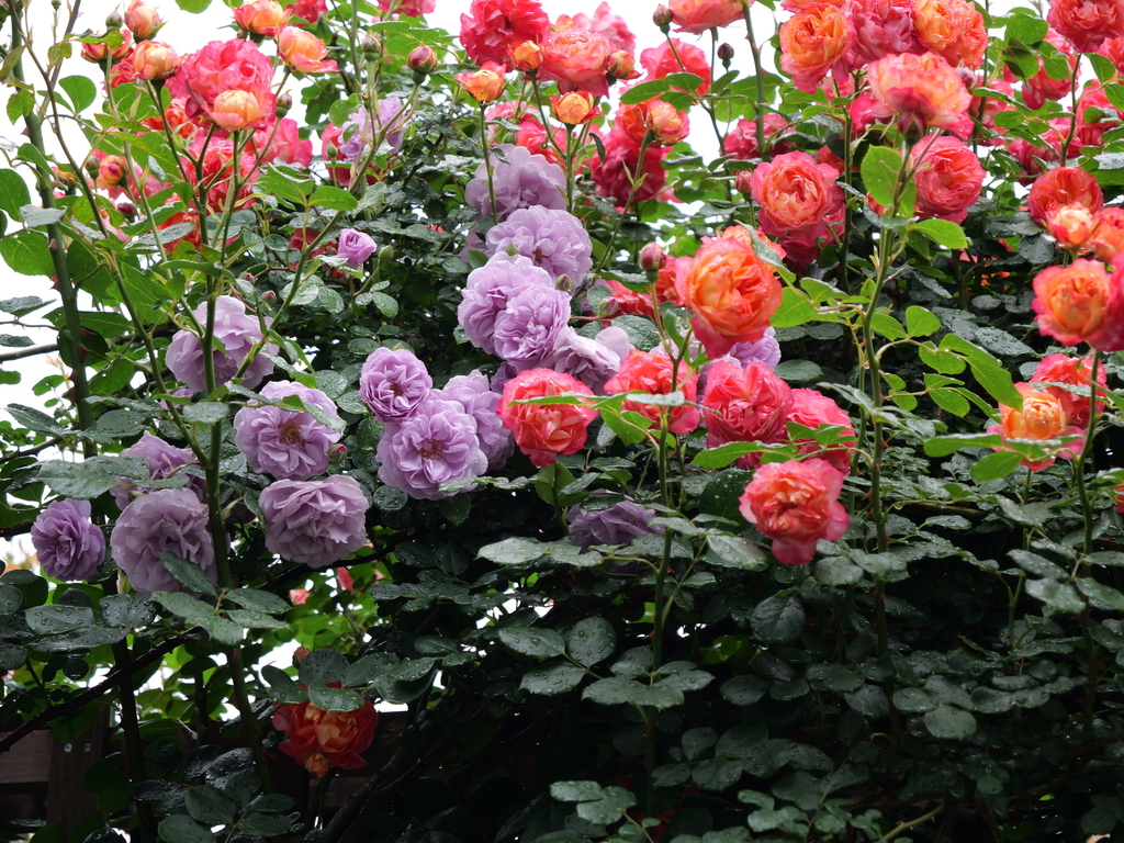 2025-05-12 09_08№(0048).JPG