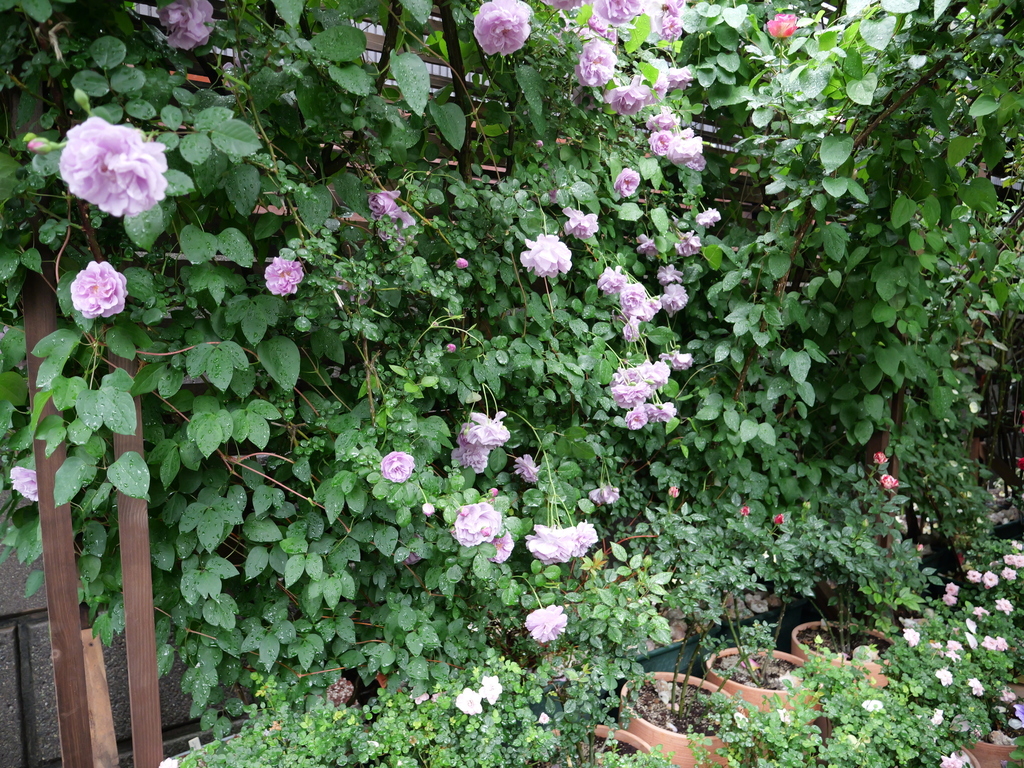 2025-05-12 09_10№(0057).JPG