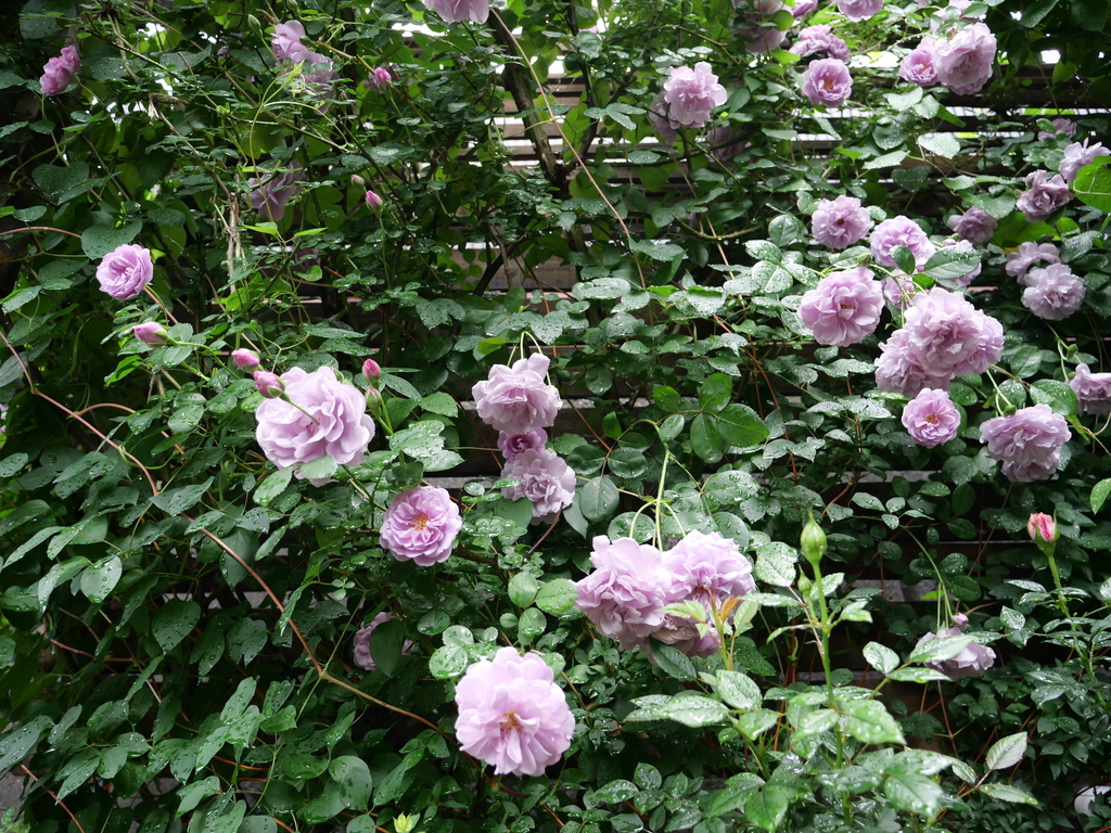 2025-05-12 09_11№(0059).JPG
