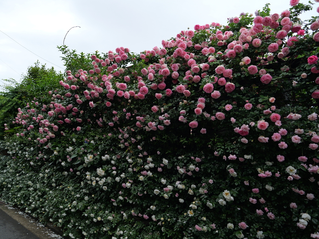 2025-05-12 11_33№(0268).JPG