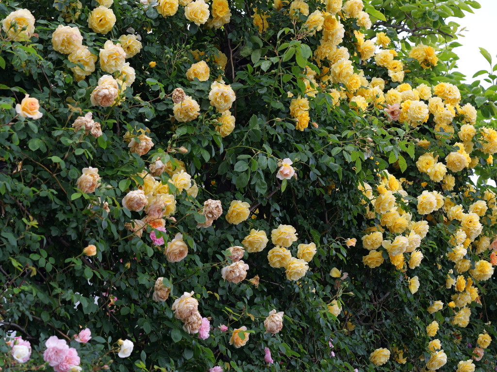 2025-05-12 11_33№(0271).JPG
