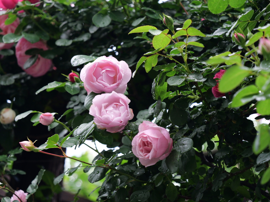2025-05-12 11_33№(0275).JPG