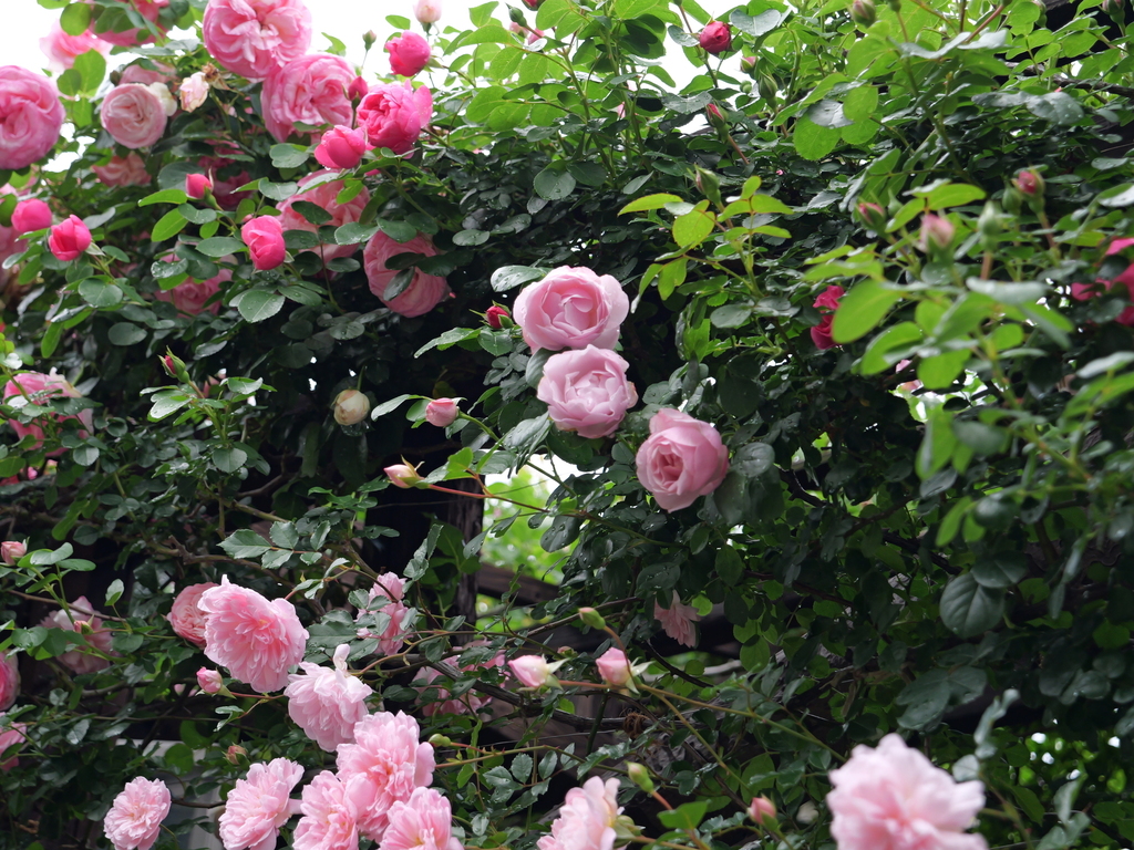 2025-05-12 11_33№(0276).JPG