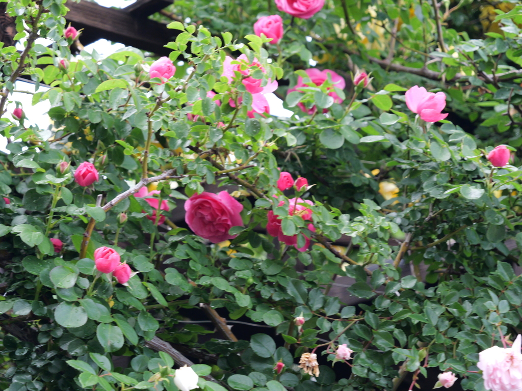 2025-05-12 11_33№(0279).JPG