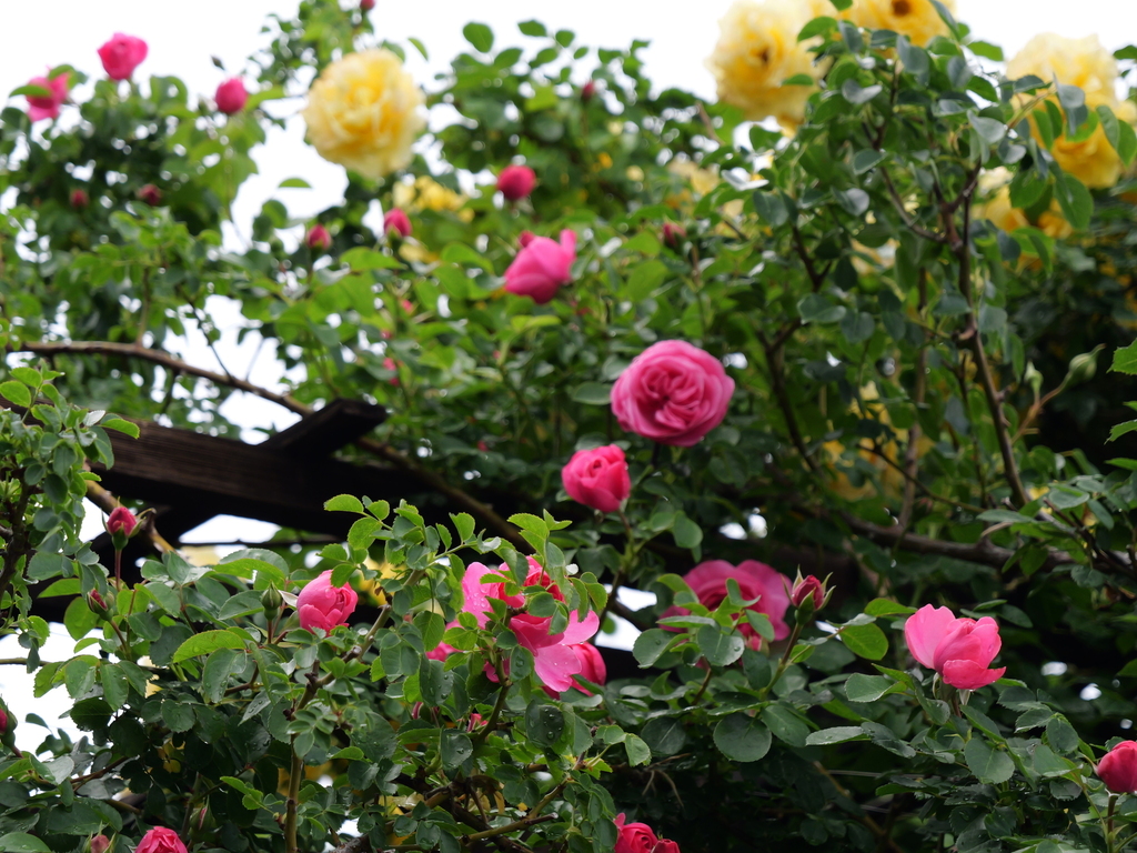 2025-05-12 11_33№(0280).JPG