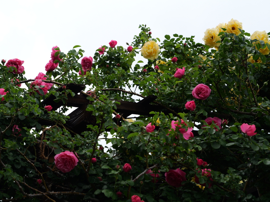 2025-05-12 11_33№(0281).JPG