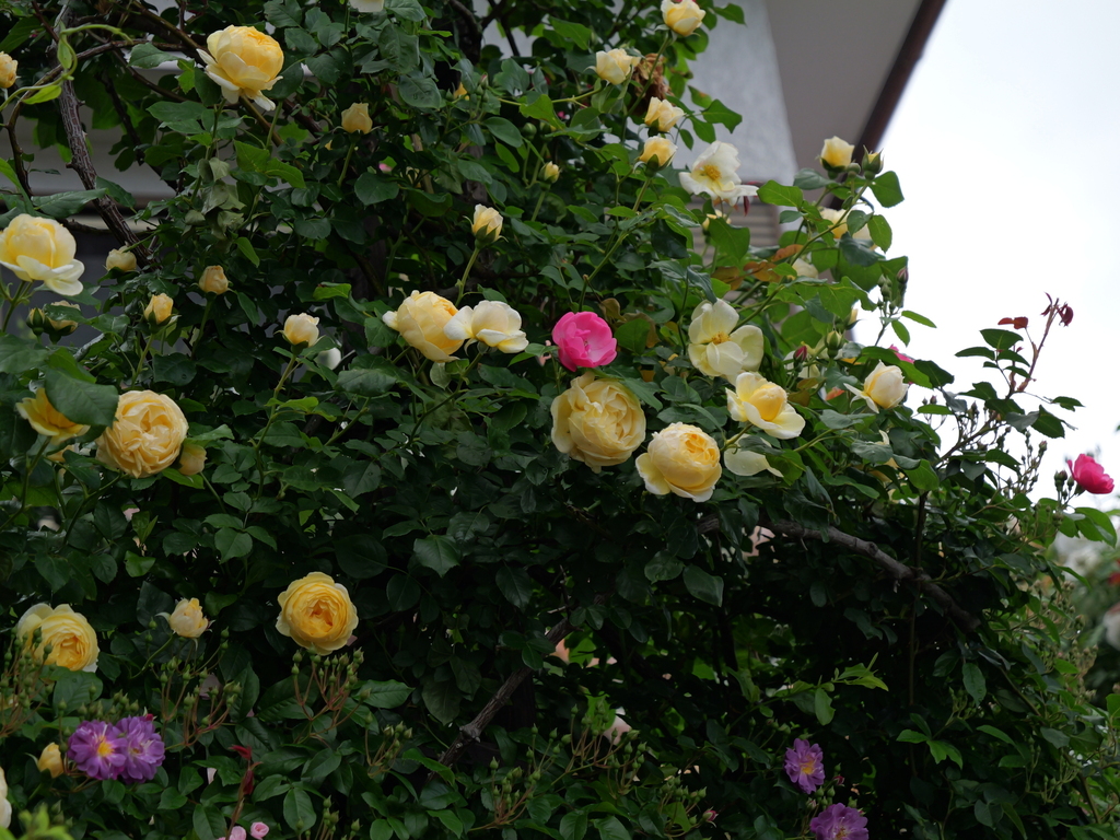 2025-05-12 11_33№(0284).JPG