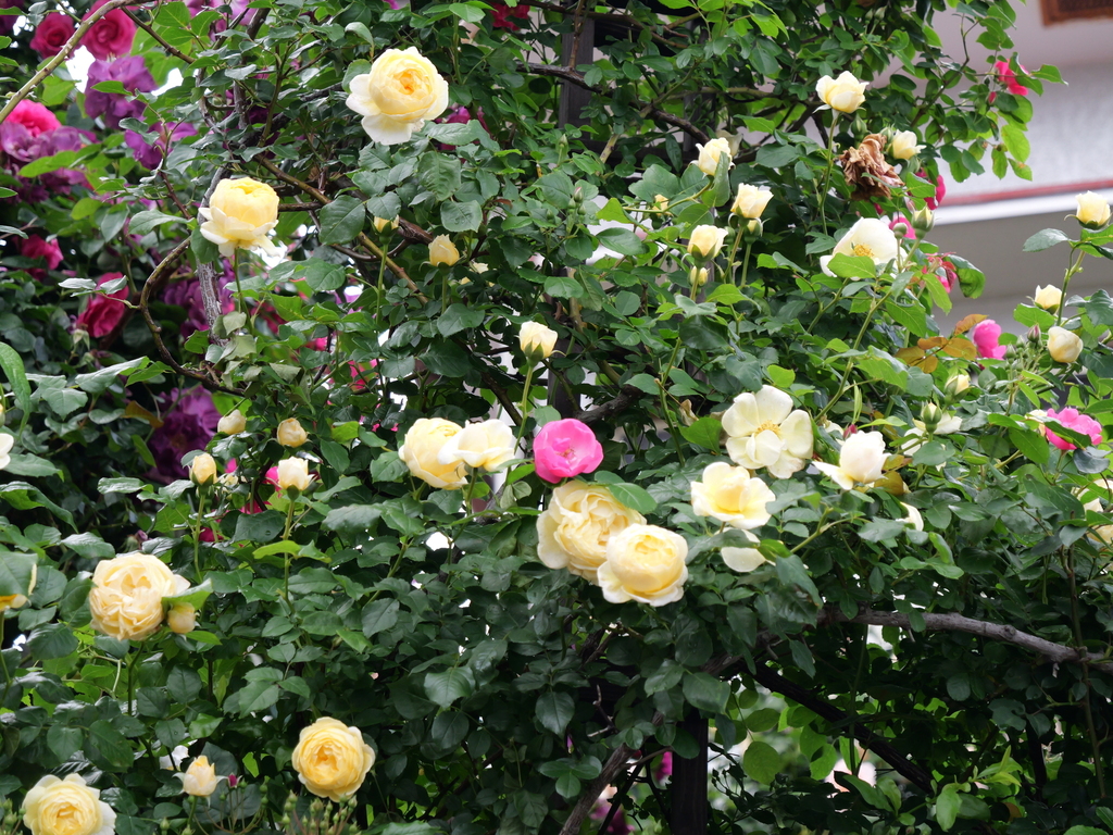 2025-05-12 11_33№(0285).JPG
