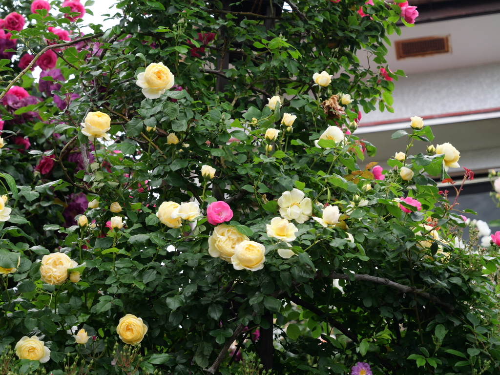 2025-05-12 11_33№(0286).JPG