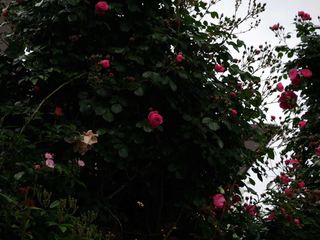 2025-05-12 11_34№(0288).JPG