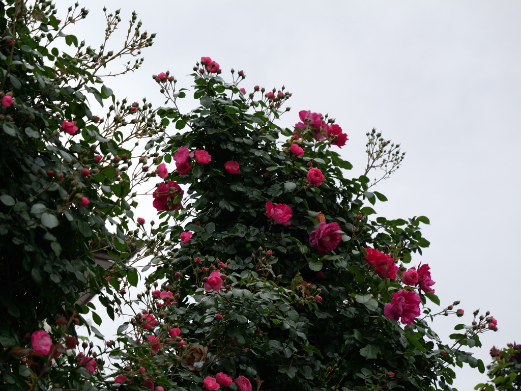 2025-05-12 11_34№(0290).JPG