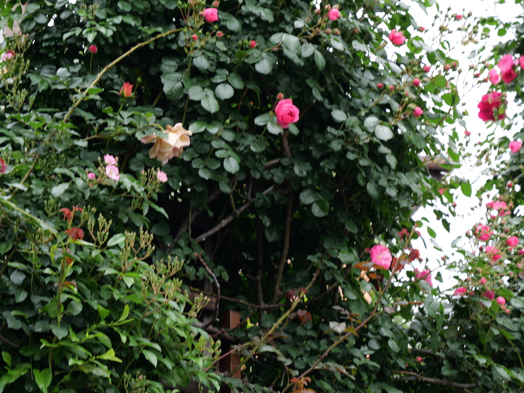 2025-05-12 11_34№(0291).JPG
