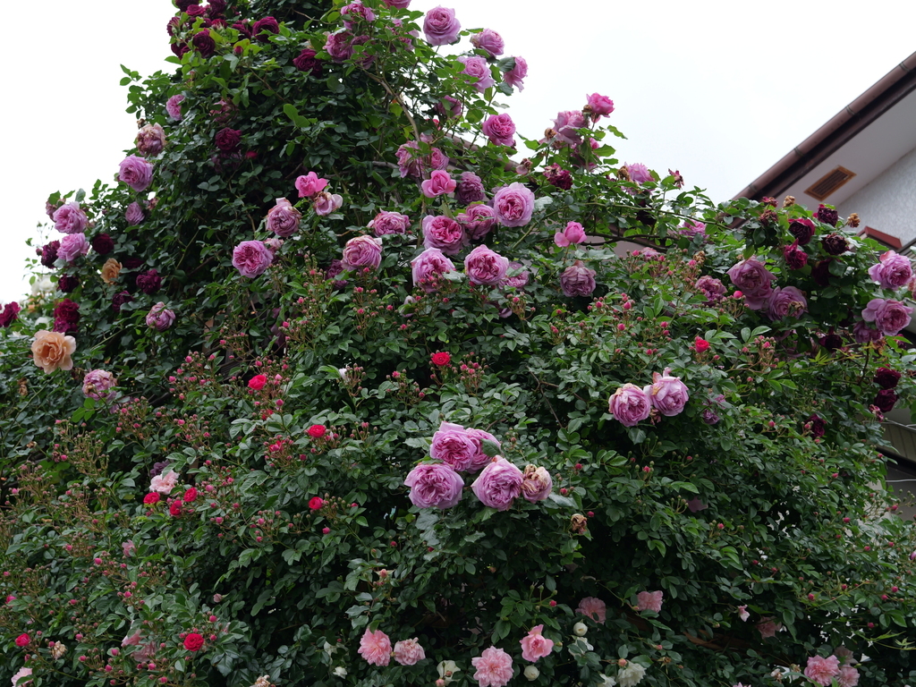 2025-05-12 11_34№(0298).JPG