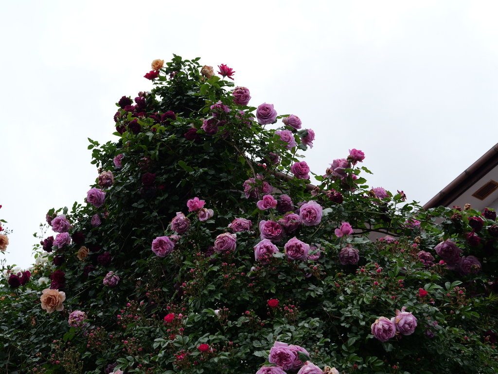 2025-05-12 11_34№(0299).JPG