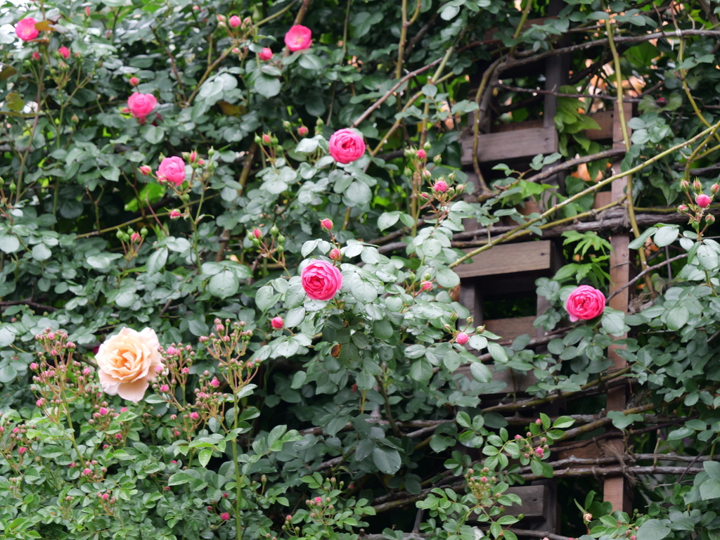 2025-05-12 11_34№(0303).JPG