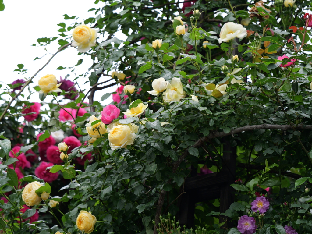 2025-05-12 11_34№(0307).JPG