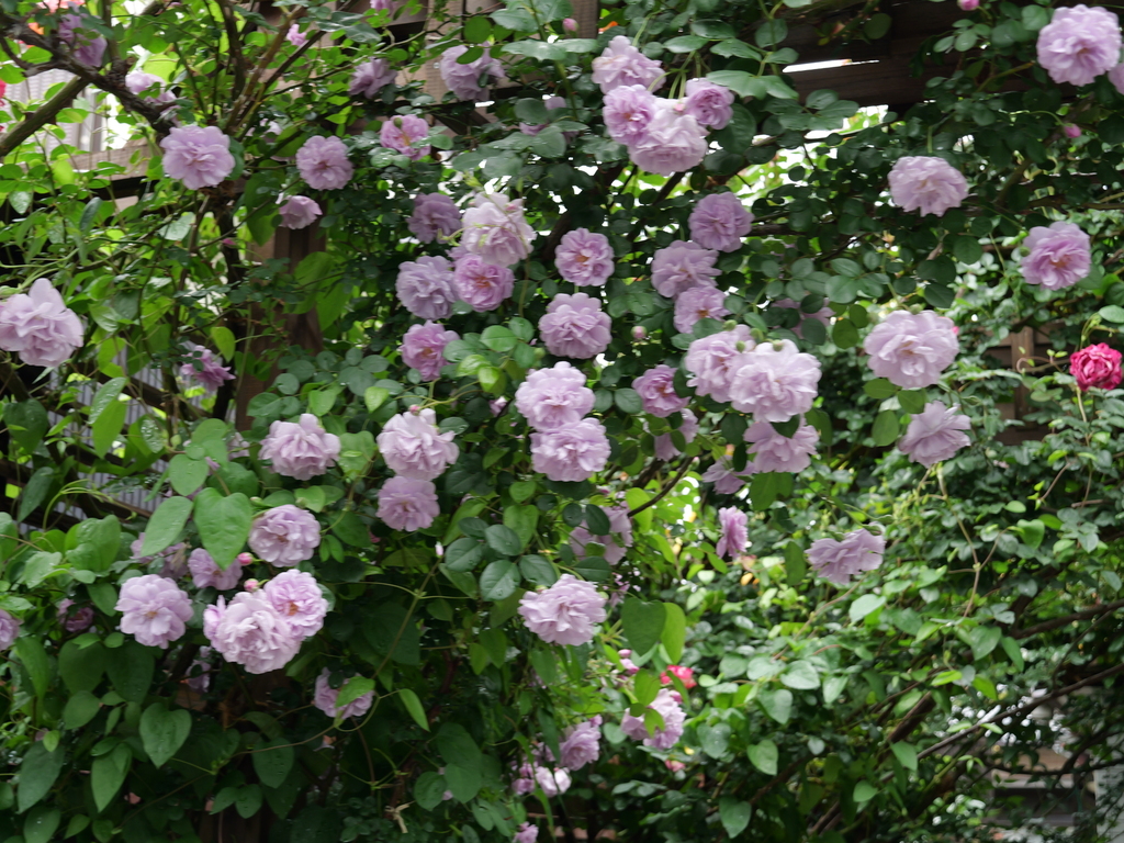 2025-05-12 11_35№(0321).JPG