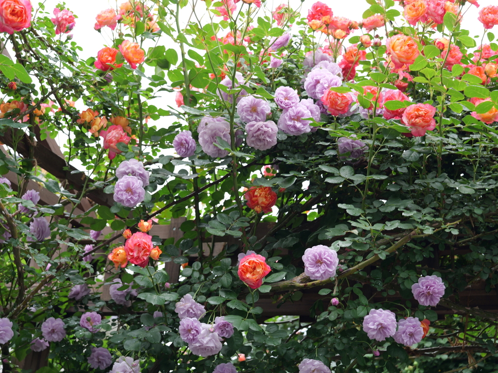 2025-05-12 11_35№(0322).JPG