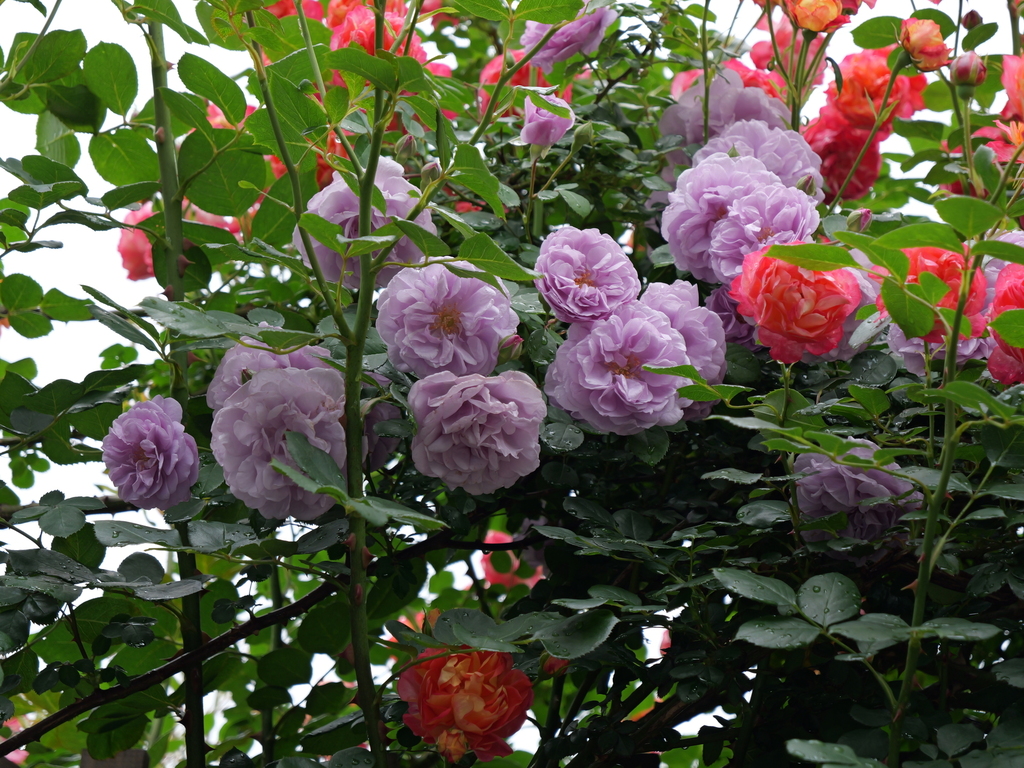 2025-05-12 11_35№(0323).JPG