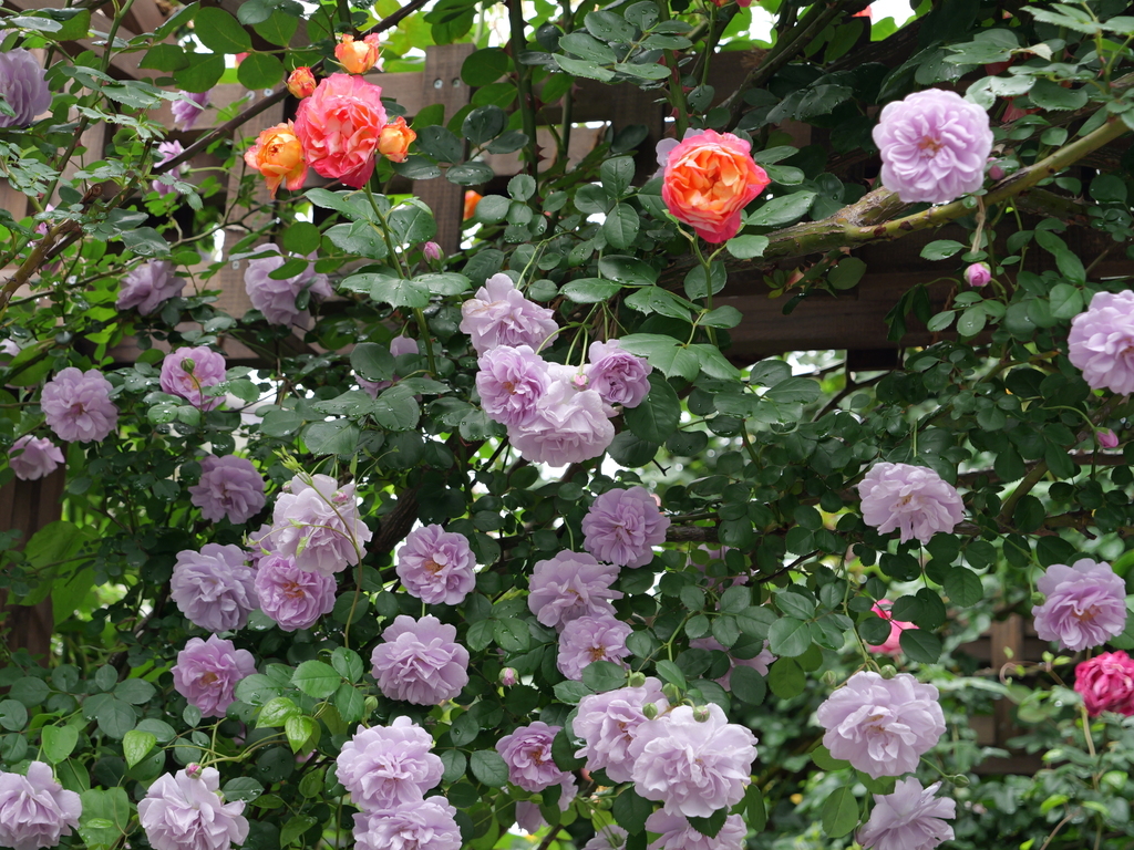 2025-05-12 11_35№(0324).JPG