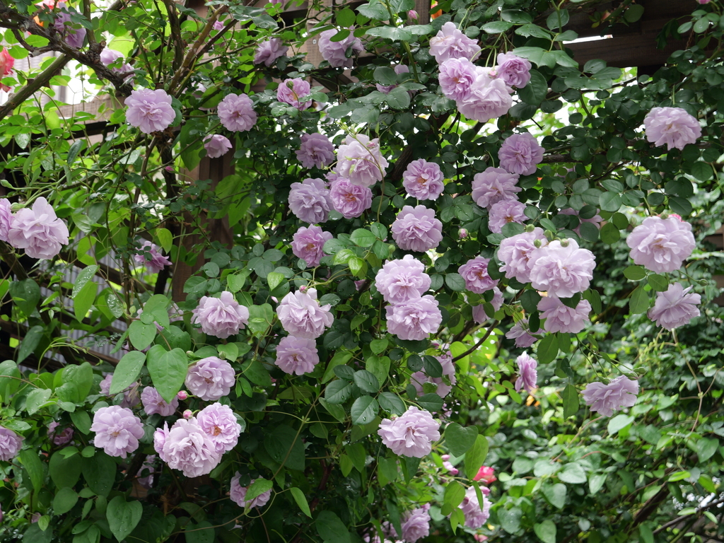 2025-05-12 11_35№(0325).JPG
