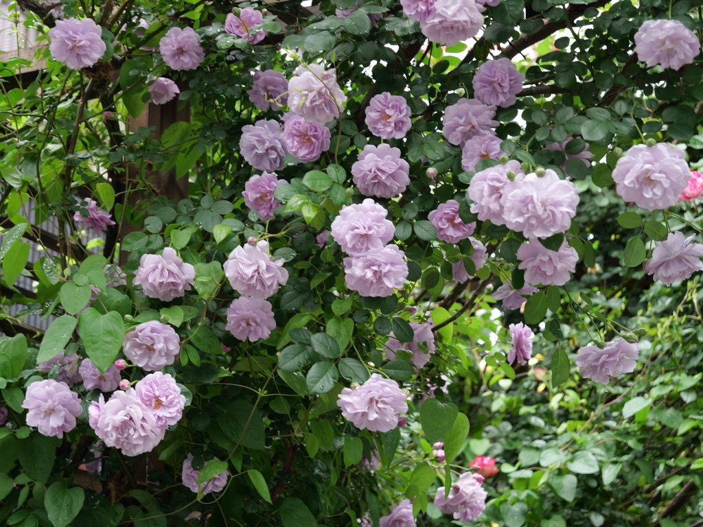 2025-05-12 11_35№(0326).JPG