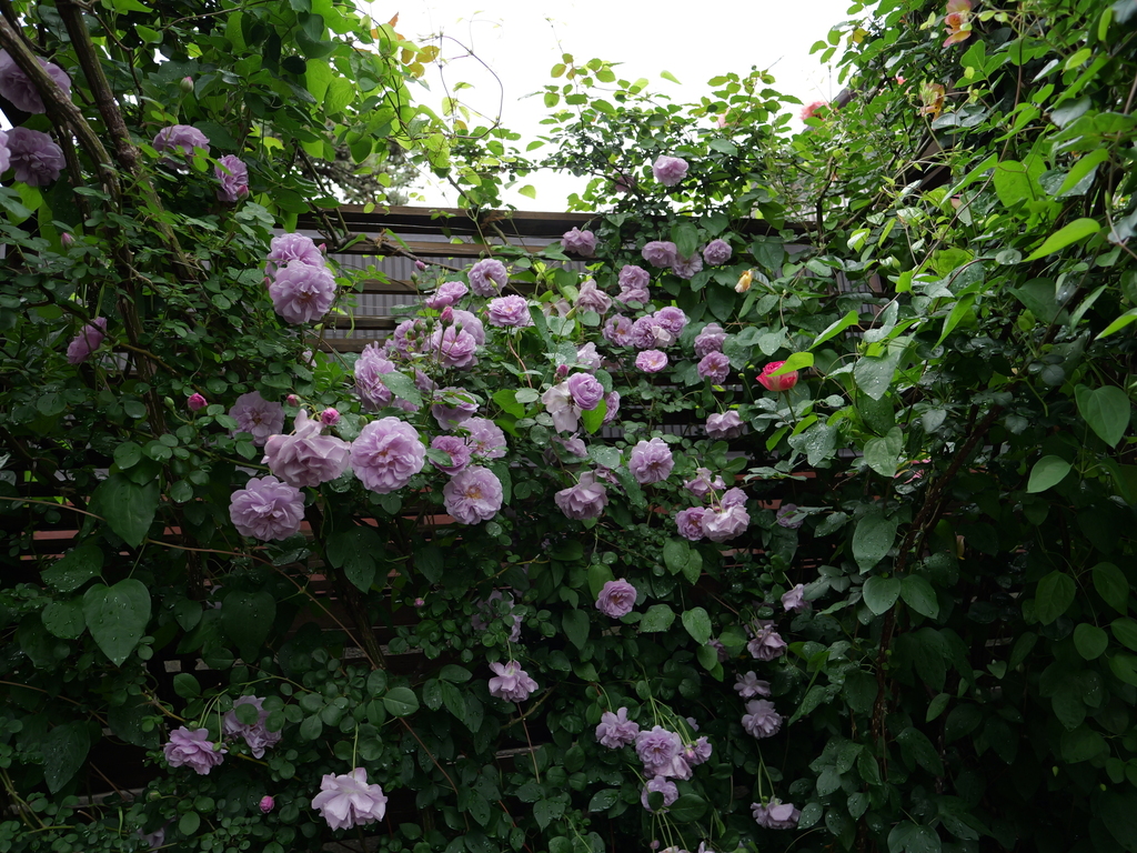 2025-05-12 11_35№(0328).JPG