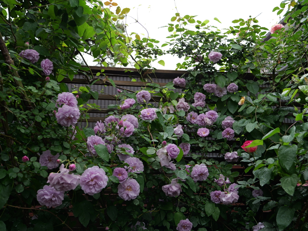 2025-05-12 11_35№(0329).JPG