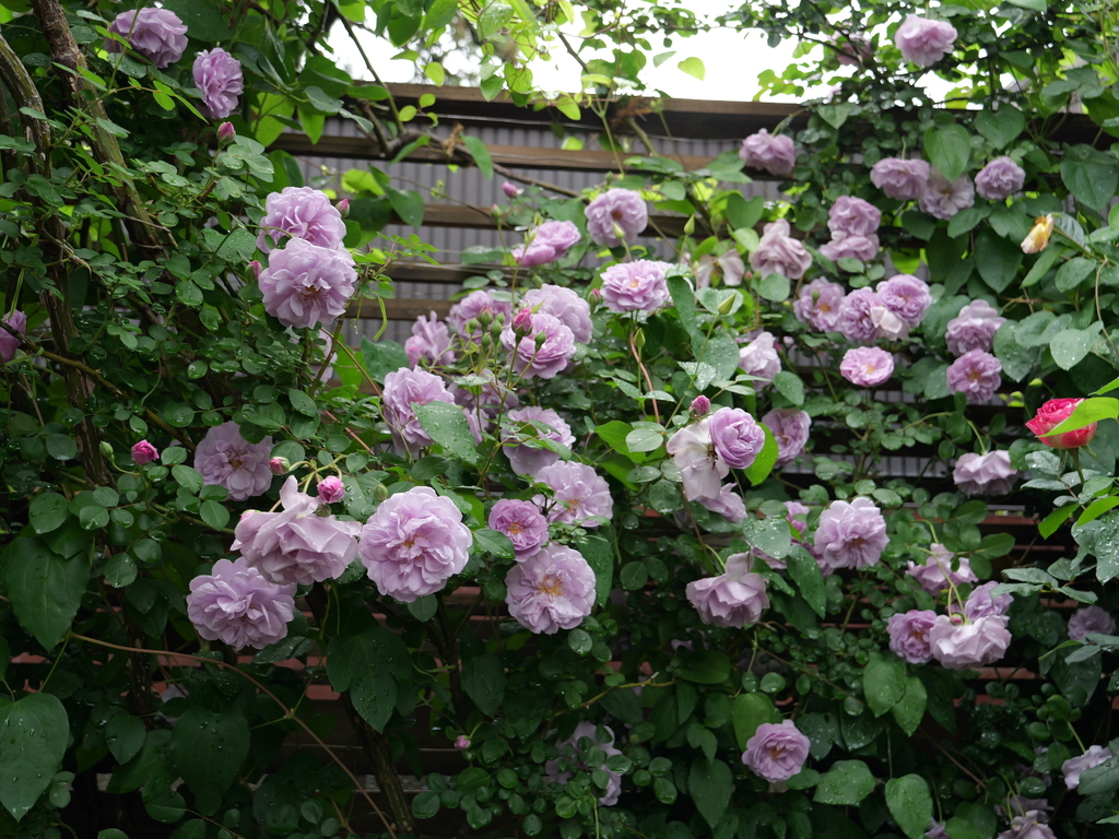 2025-05-12 11_35№(0330).JPG