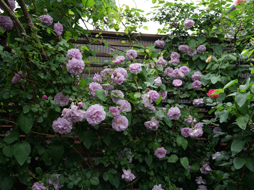 2025-05-12 11_35№(0331).JPG