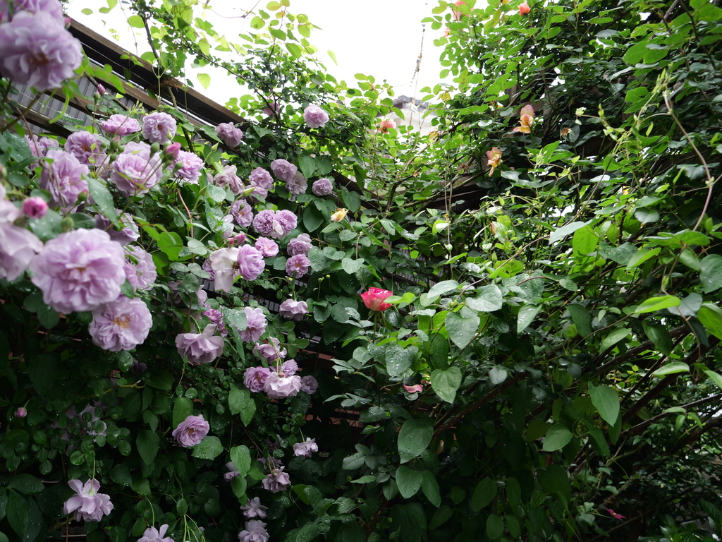 2025-05-12 11_35№(0333).JPG