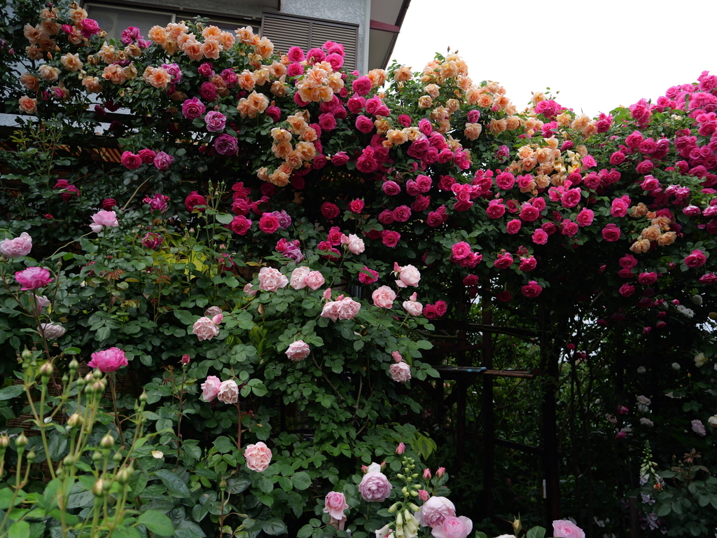 2025-05-12 11_39№(0457).JPG
