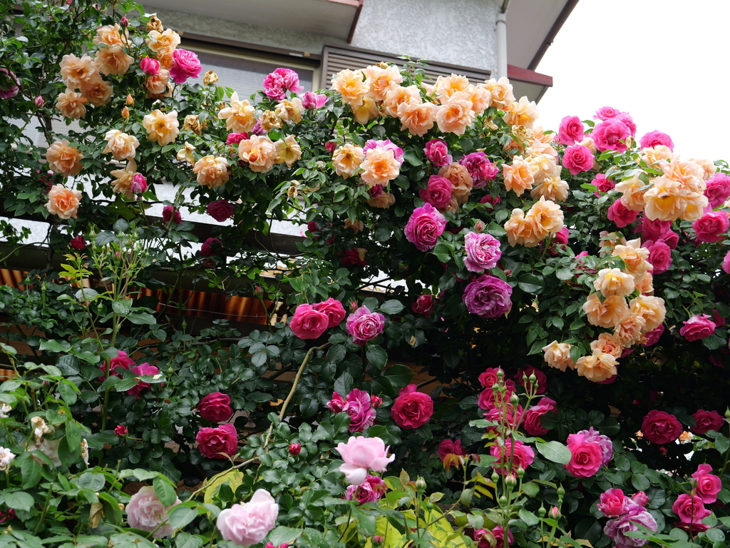 2025-05-12 11_39№(0474).JPG