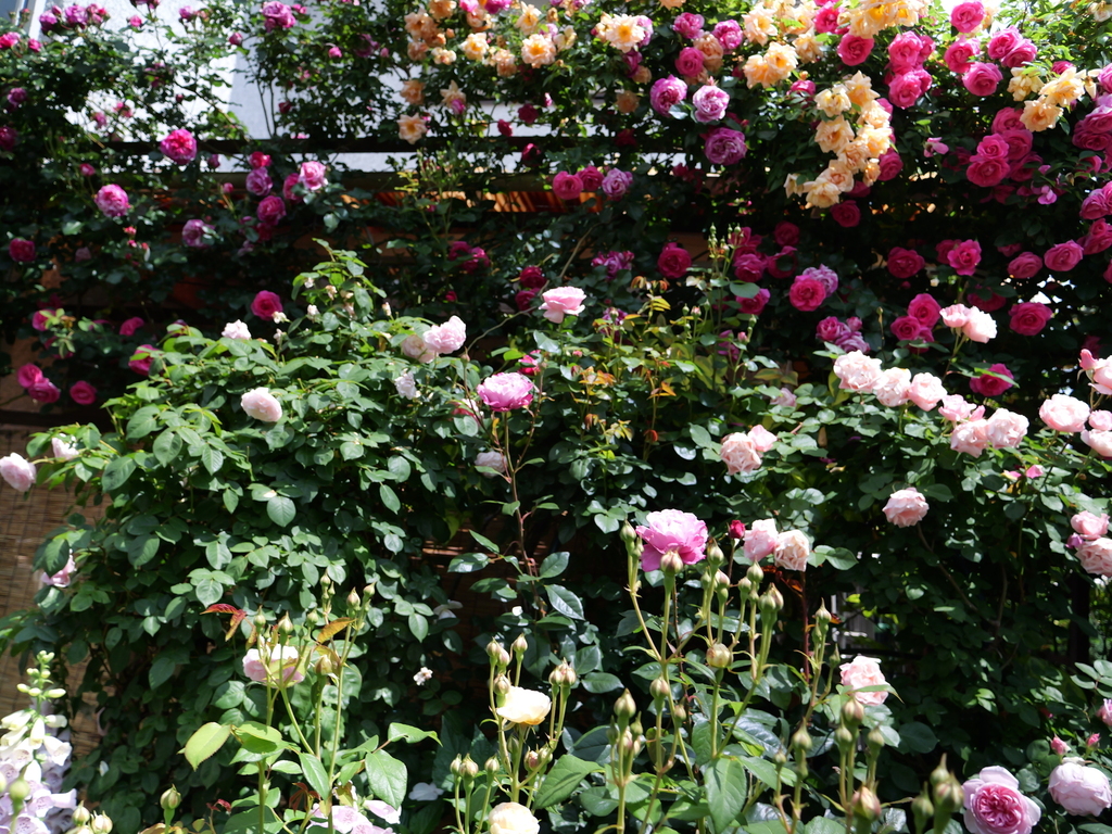 2025-05-13 10_32№(0351).JPG