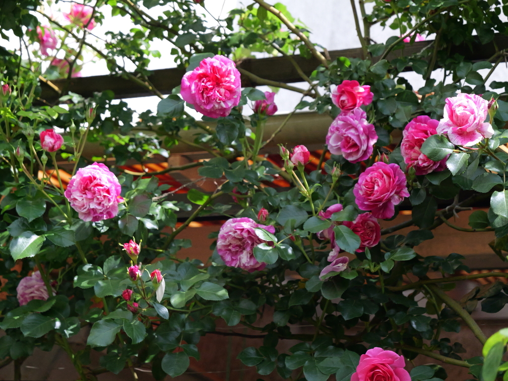 2025-05-13 10_32№(0353).JPG