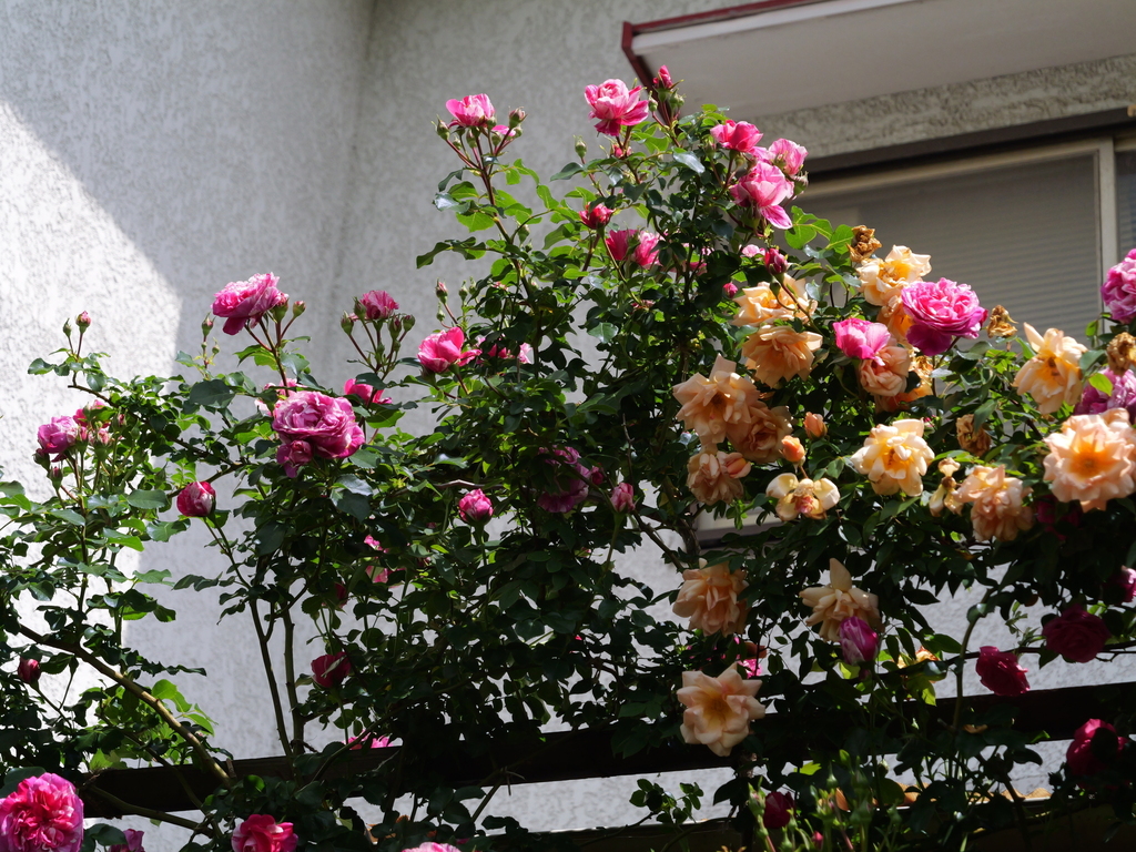 2025-05-13 10_32№(0358).JPG