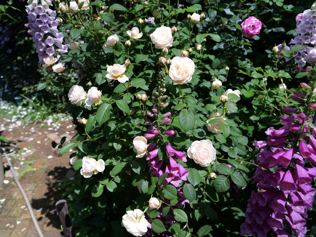 2025-05-13 10_32№(0381).JPG