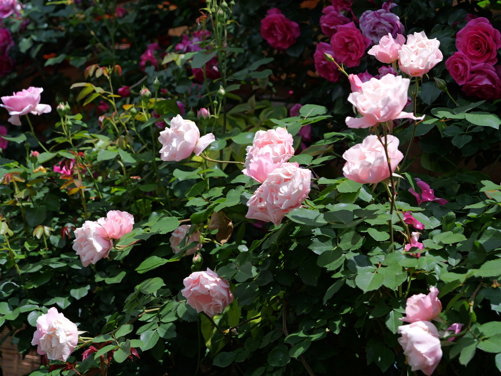 2025-05-13 10_33№(0389).JPG