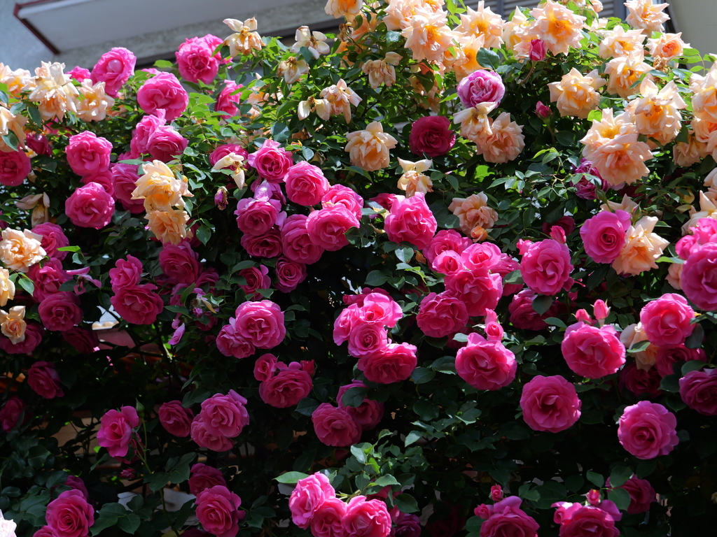 2025-05-13 10_33№(0393).JPG